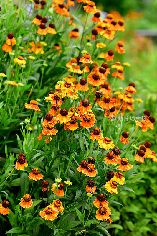 Rudbeckia /黑眼苏珊/圆锥花